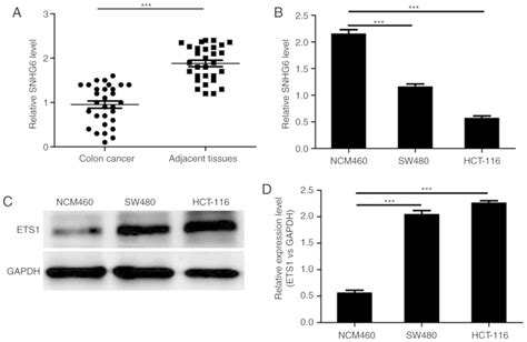 Lncrna Snhg Inhibits Cell Proliferation And Metastasis By Targeting