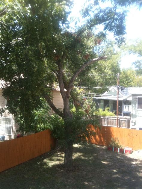 Old tree in Hyde Park neighborhood. Austin, Texas 2013 | Tree, Plants ...