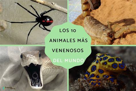 Los 10 Animales Más Venenosos Del Mundo Nombres Con Fotos