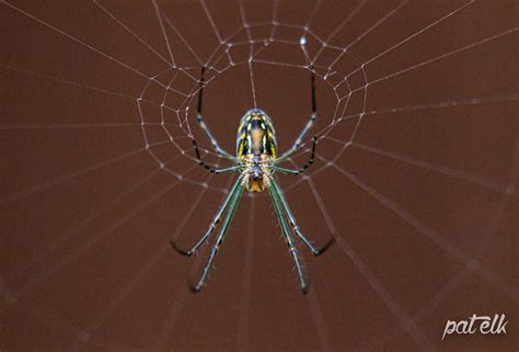 Garden Orb Weaver Spider Wildlife Den South African And Australian