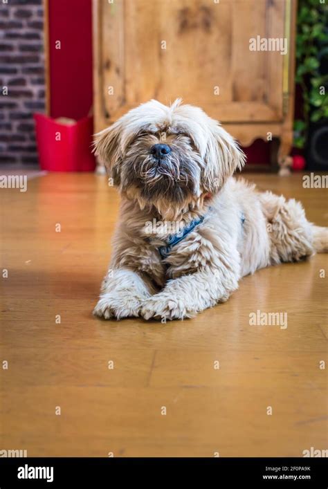 Beautiful milk chocolate havanese dog Stock Photo - Alamy