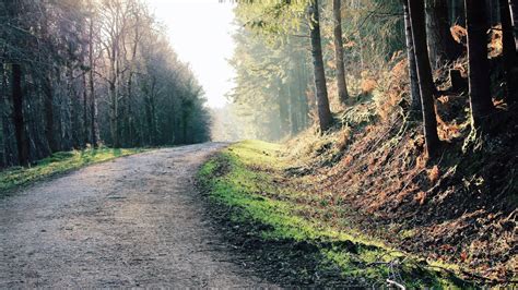 Photography of Trees in Forest · Free Stock Photo