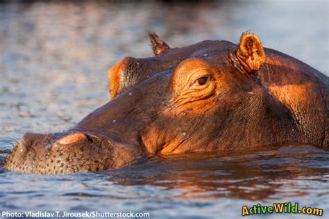 Hippo Facts, Pictures & Video: Hippopotamus Info For Kids & Adults