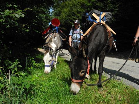 Familienabenteuer Eselwandern Und Eseltrekking Mit Kindern