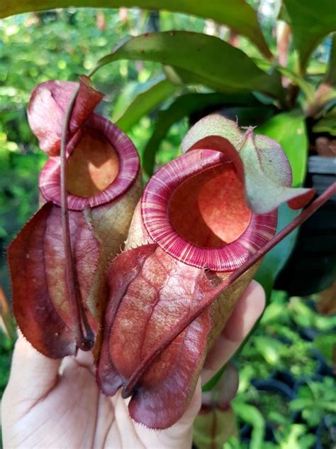 Pin By Ganto Nepenthes On Hybrids Hybrids