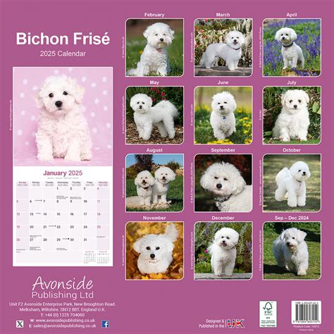 Buying Bichon Frise Calendar Order Online Easily Kalenderwinkel Nl