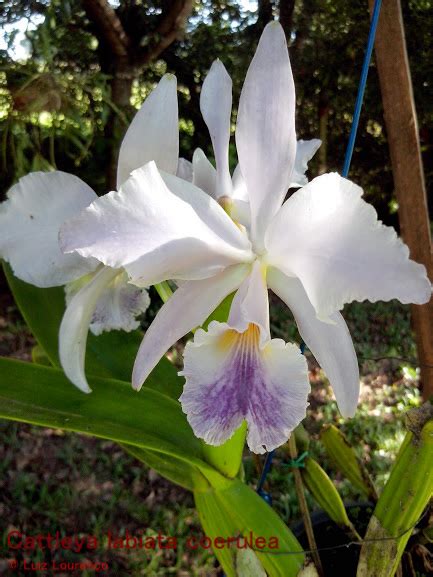 Gravataí Orquídeas Cattleya Labiata Coerulea 07032015