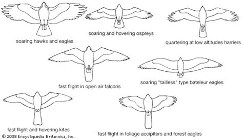 Kite | Types, Migration & Adaptations | Britannica