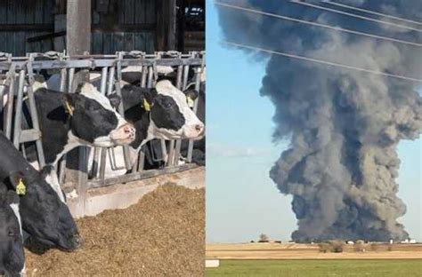 Explosion In Texas Farm Kills Cows