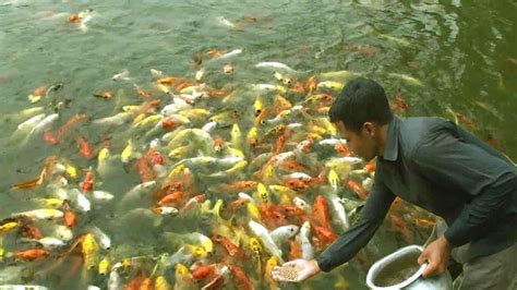 Budidaya Ikan Konsumsi Menguntungkan Cermati Teknik Tekniknya