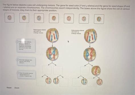 Solved The Figure Below Depicts A Pea Cell Undergoing Chegg