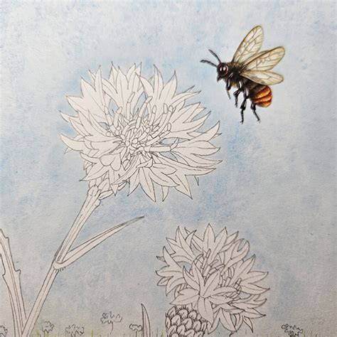 Cornflower In Progress Lizzie Harper