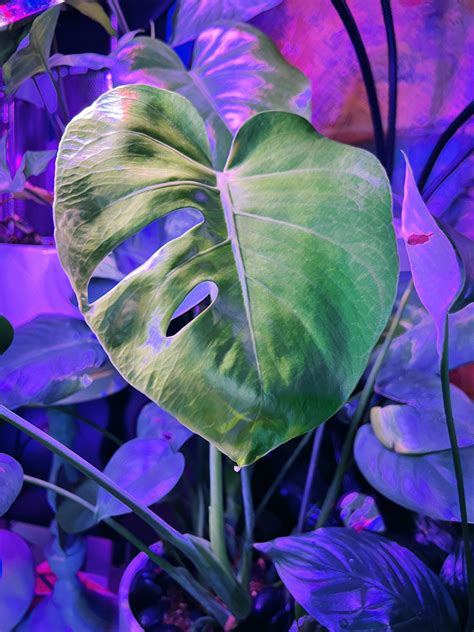 502 best Monstera Deliciosa images on Pholder | Houseplants, Monstera