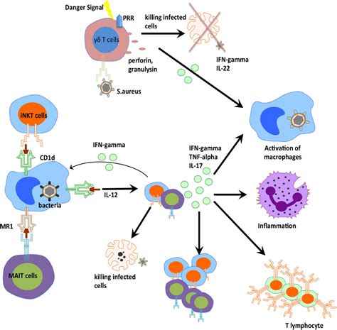 Frontiers Role Of Innate T Cells In Anti Bacterial Immunity Immunology