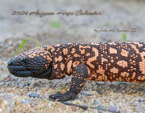 2024 Arizona Reptiles Calendar – NatureScapes.online