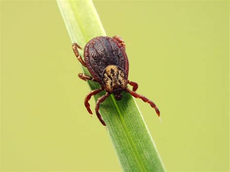 Tick Infestations: Causes, Signs, and Prevention