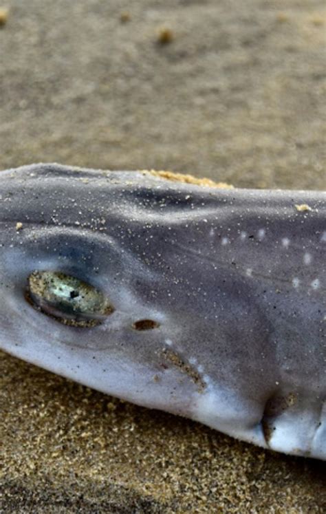 Hallan El Secreto De Los Tiburones De Agua Dulce