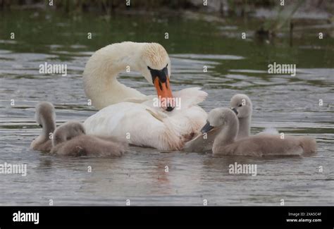 Mute Swan With Cygnet In Water At Rspb Rainham Marshes Nature Reserve