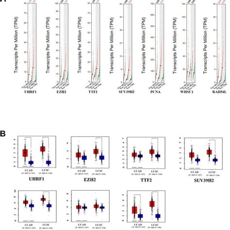 The Expression Levels Of The Seven Epigenetic Regulatory Genes In Nsclc