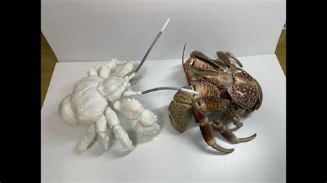 D Diy D Printed Coconut Crab Youtube