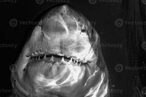 Great White shark attack 17362156 Stock Photo at Vecteezy