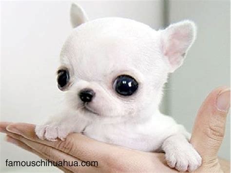 famous chihuahua | Cute baby animals, Chihuahua puppies, Teacup ...