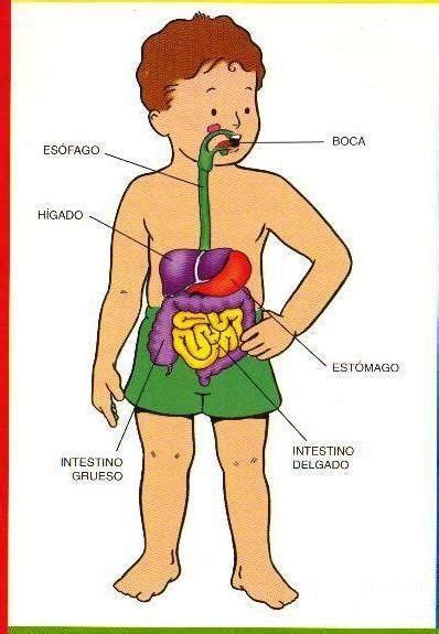 Laminas Del Cuerpo Humano Para Ni Os Cuerpo Humano Para Ni Os Partes