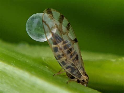 Do Bugs Poop Hemipterans Or Sap Sucking Insects By Greta Burroughs