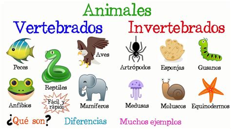 Tomidigital ClasificaciÒn De Los Animales