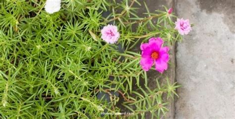 Purslane Vs Portulaca Plant Differences Explained