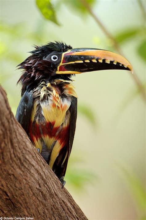 77 best Toucan Bird images on Pinterest | Beautiful birds, Colorful ...