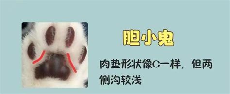 养猫必看！从猫咪肉垫形状看性格，太准了 知乎