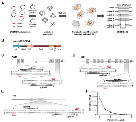 A lentiviral CRISPR Cas9 pipeline to genome edit EndoC βH1 A