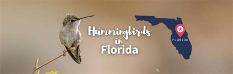 The 13 Types of Hummingbirds in Florida! (ID Guide + Photos)