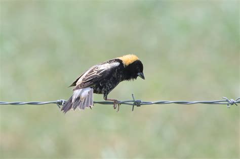 Rare Bird Alert – Page 6 – Travis Audubon