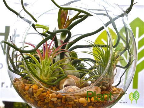 Glass Air Plant Terrarium With Flat Bottom Plantstr