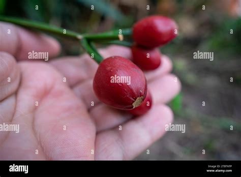 Red Fruits Of The Clivia Plant Amaryllidaceae Stock Photo Alamy