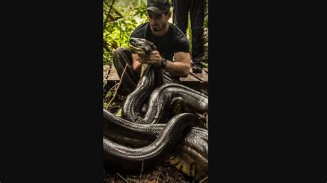 Man Recalls How It Felt When He Tried To Get Eaten Alive By An Anaconda