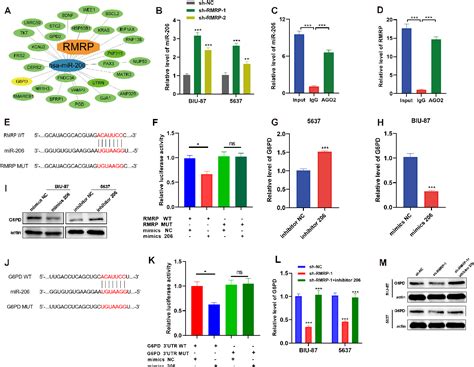 Figure From Exosomal Long Non Coding Ribonucleic Acid Ribonuclease