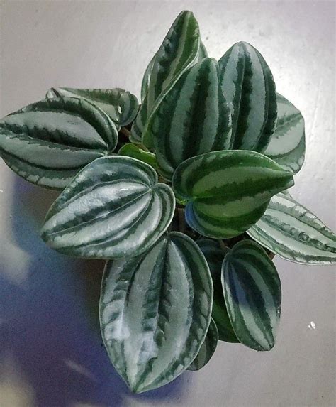 Peperomia Watermelon Silver Shaded Variegated Bushy Healthy Happy Plant