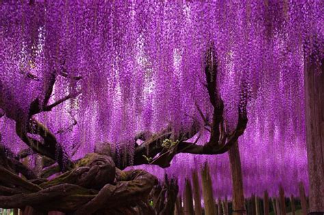 Japanese Wisteria Ashikaga Flower Park In The Tochigi Prefecture Of