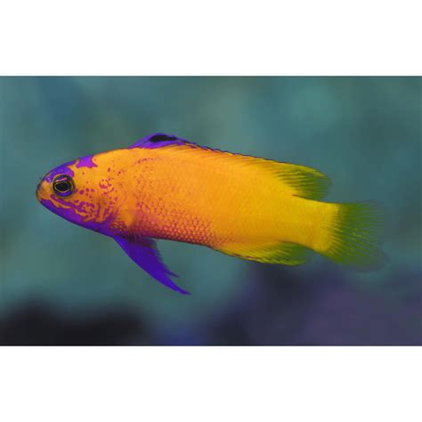 Basslet Biota Captive Bred Golden Cuban Basslet Purple Rare Gramma Dejongi Advanced