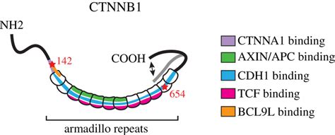 Schematic Visualization Of Ctnnb And Its Key Binding Sites For