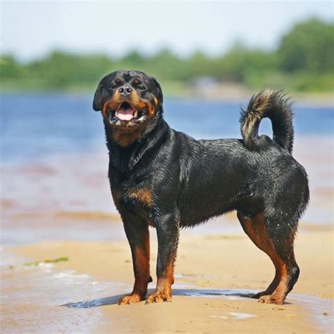 Cual Es La Mejor Comida Para Rottweilers