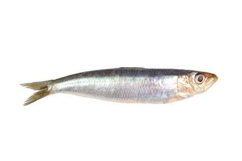 SARDINE definition and meaning | Collins English Dictionary