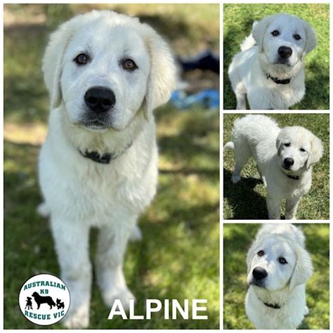 Alpine Large Female Maremma Sheepdog Dog In Vic Petrescue