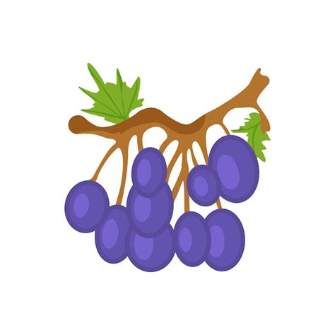 Uvas Moradas Aisladas Sobre Un Fondo Blanco Vector Premium