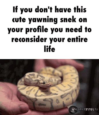 Cute snek. Tired snek. funny pics, funny gifs, funny videos, funny memes, funny jokes. LOL Pics ...