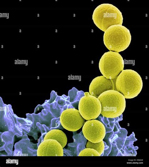 Staphylococcus Aureus Bacteria Stock Photos Staphylococcus Aureus