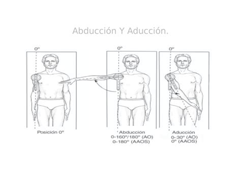 Abducción Y Aducción imagenes Anatomia Abducción Y Aducción